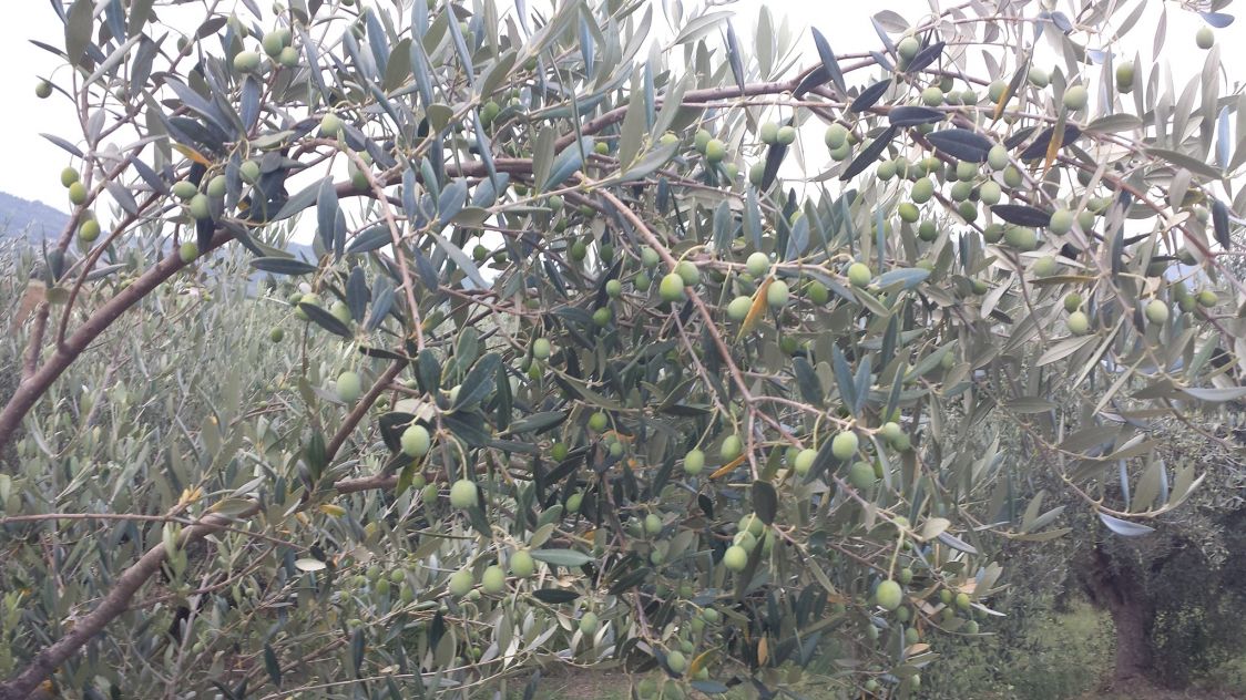 Agroalimentare Valle Trigno
