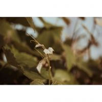 lavinianitu_nil9511