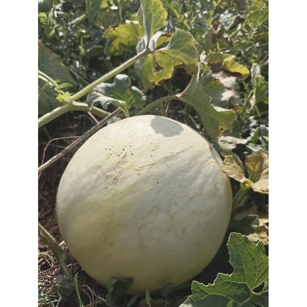 Melone bianco