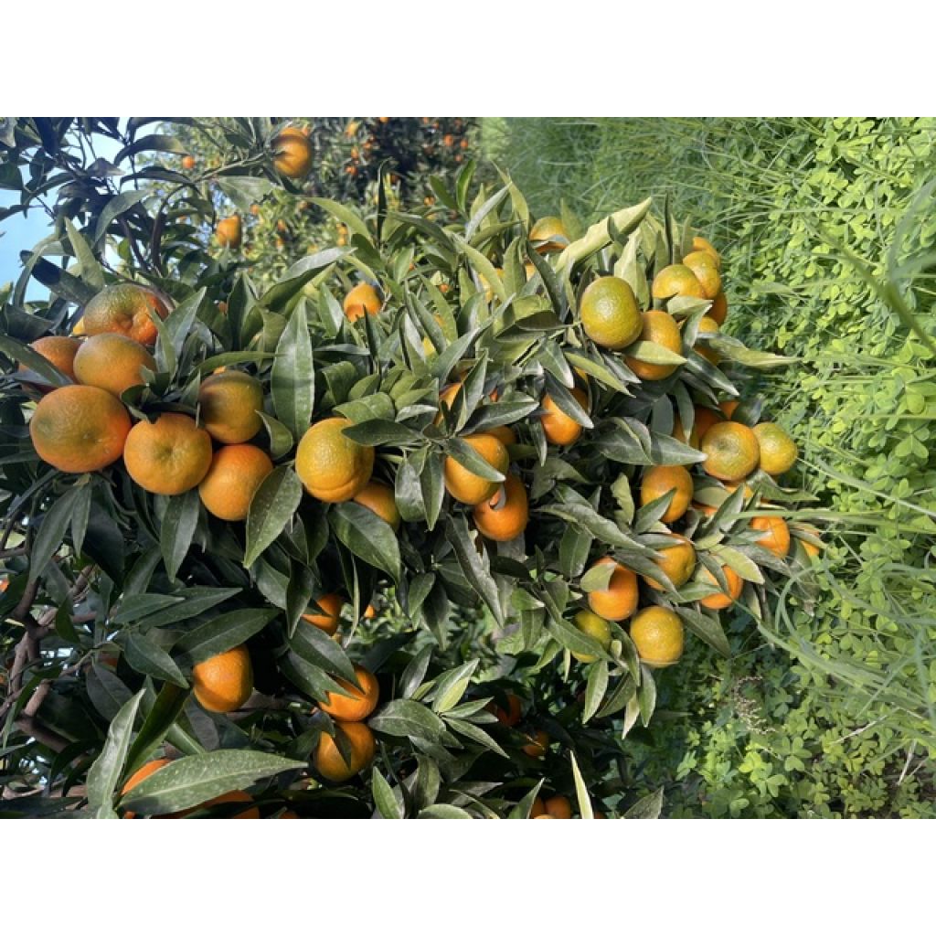 CLEMENTINE BIO