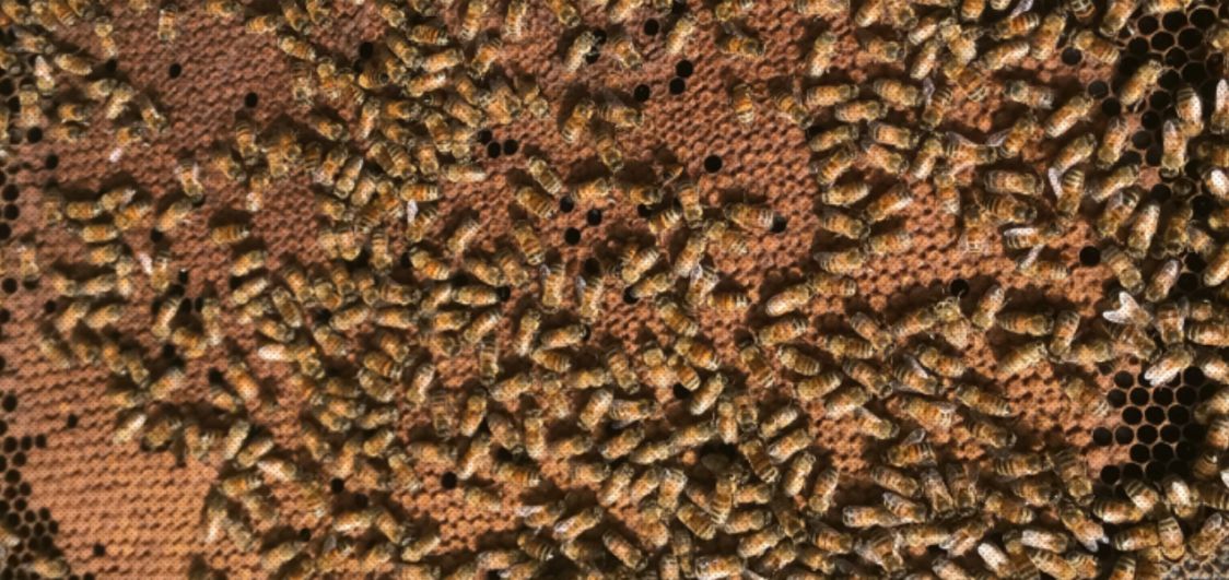 PratAlata apicoltura