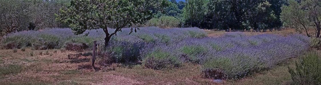 Lavanda dell'Anfiteatro di Andrea De Angelis