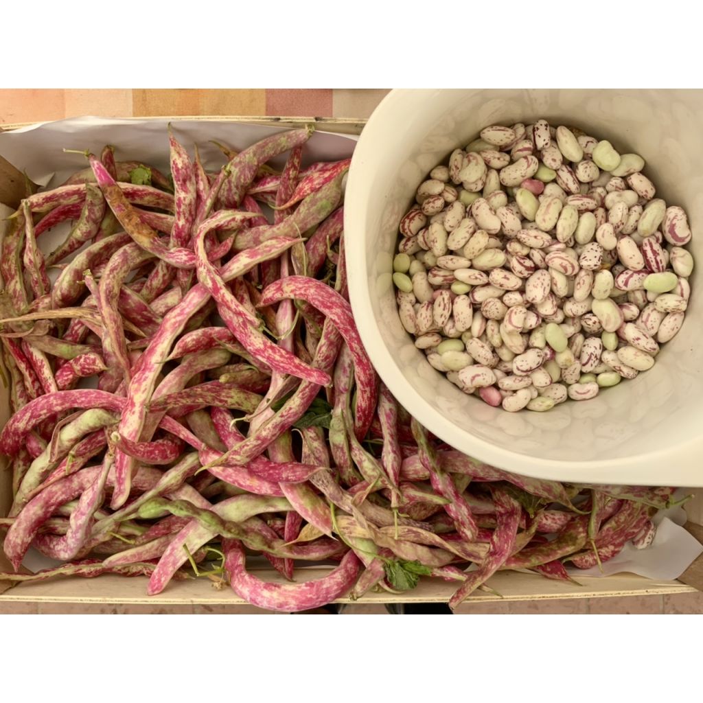 Written beans