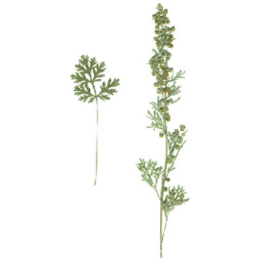 Artemisia 50ml