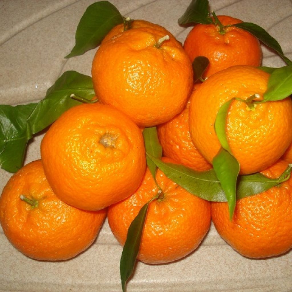 Clementine Origine Italia Cat. II Calibro 3/4 sfuse al Kg per cassa postale