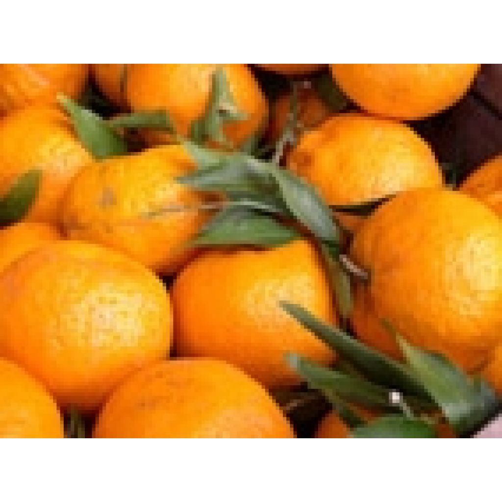 Mandarini Ciaculli Origine Italia cat. II Calibro 3/4 sfusi al Kg per cassa postale