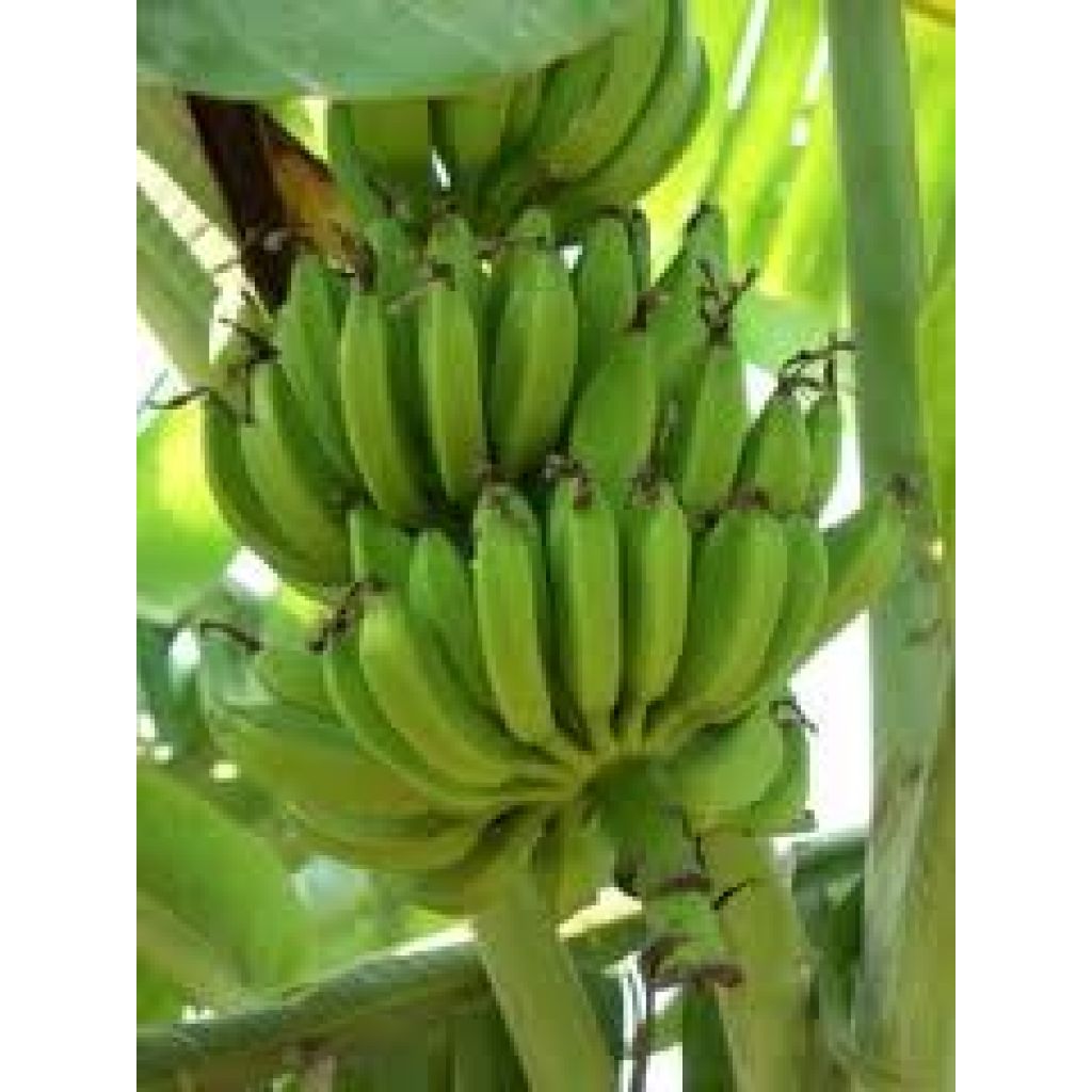 Banane BIO Origine Italia cestello da 6 Kg