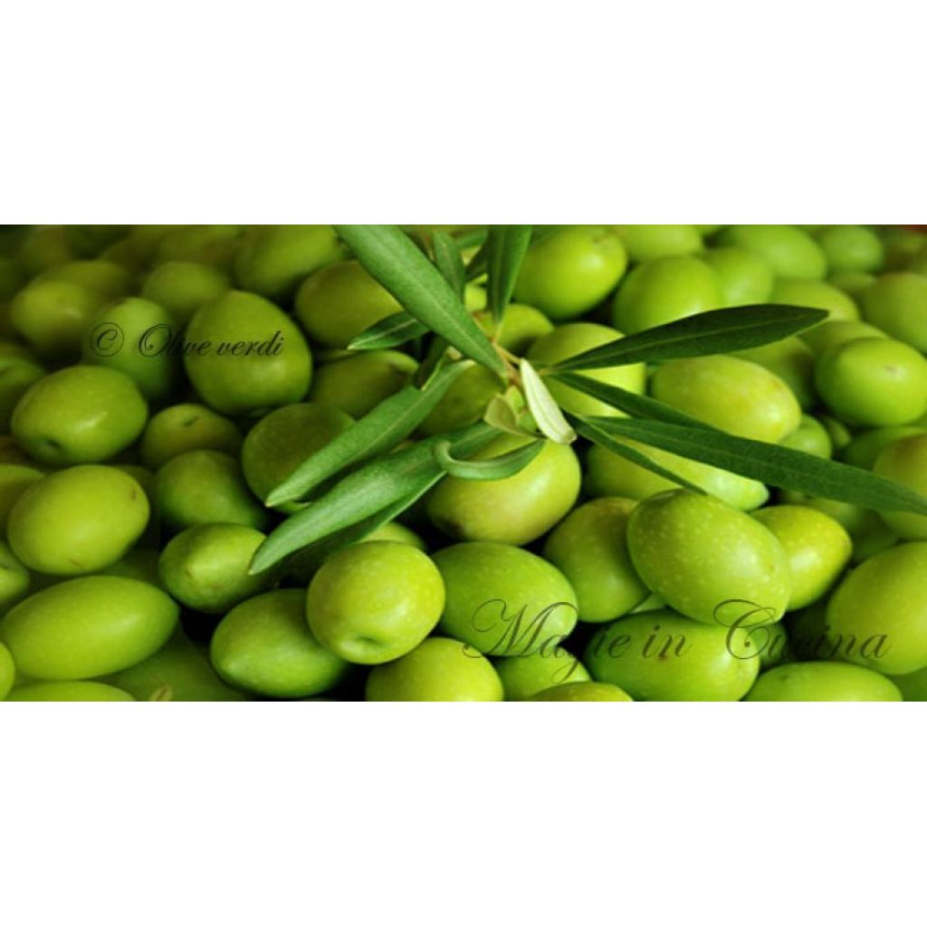 Olive Verdi Bella di Spagna da cunzare Origine Italia cestello da 6 Kg