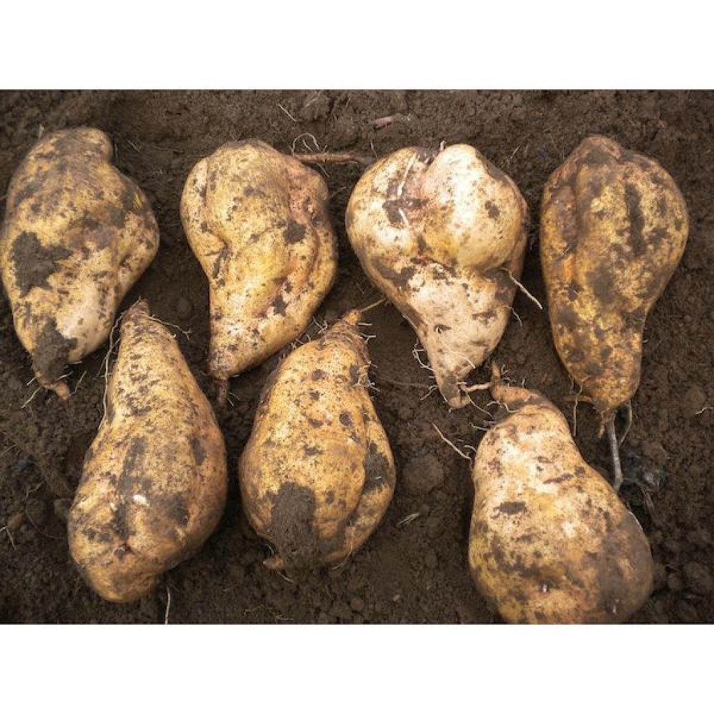Batate patate dolci Origine Italia - cestello da 6 Kg