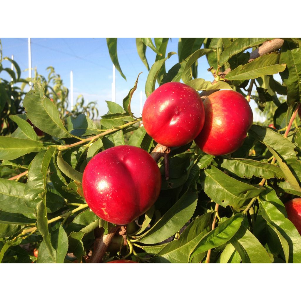 Nettarine 2Kg