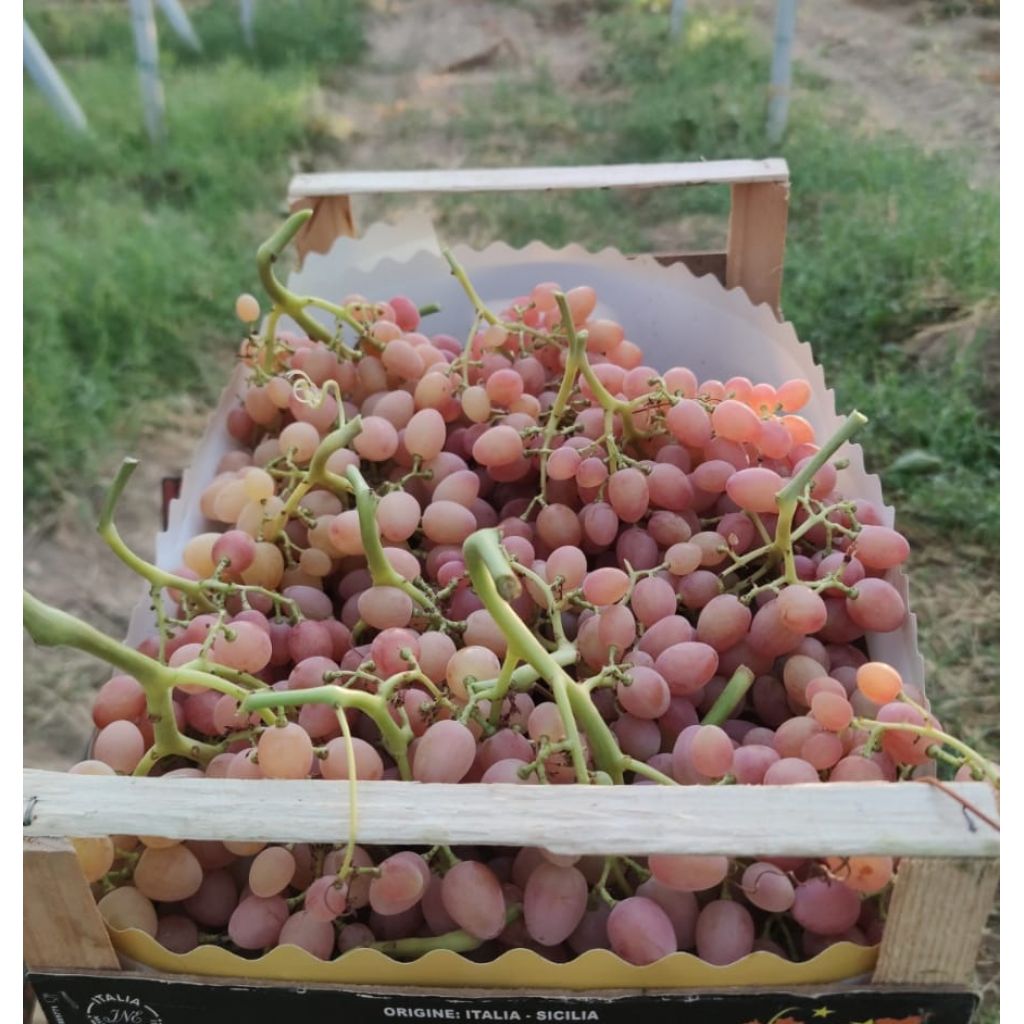 Uva senza semi rosata BIO 2Kg