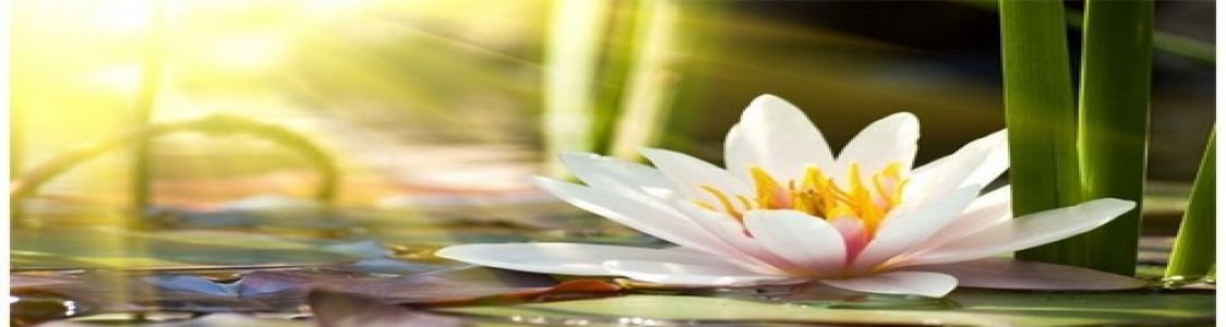 Admin GAS fiore di loto