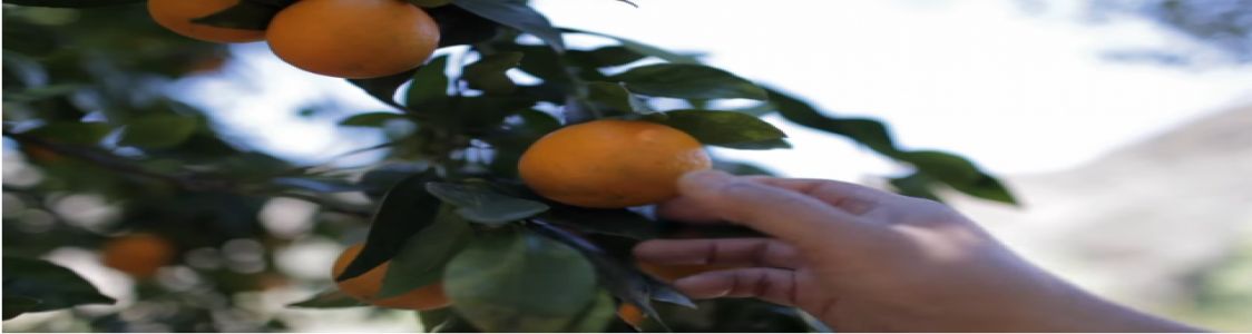 Azienda Agricola Subitoarance.com