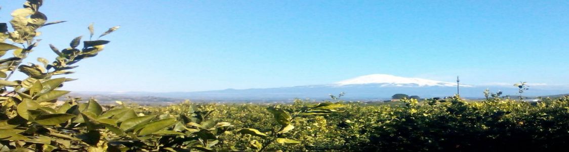 Agricola Subitoarance.com