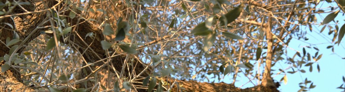 Ernesto Maria Buondonno