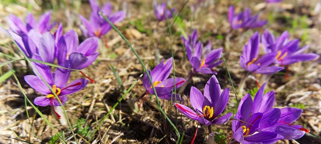 Lara.amantia Amantia