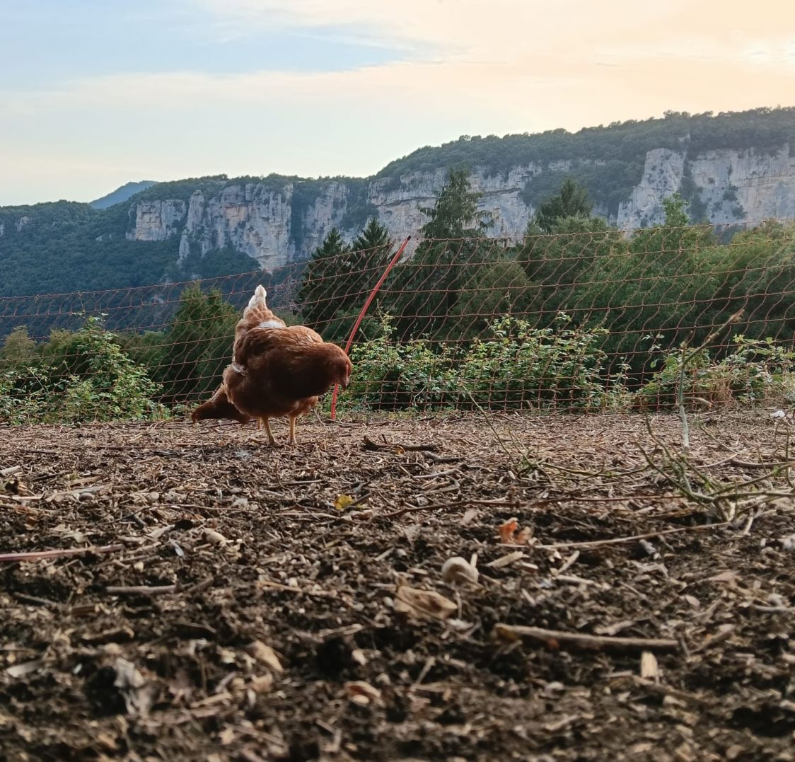 Lessinia Primitiva Azienda Agricola